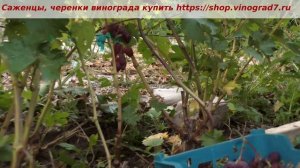 Срезаем на рынок виноград Прима. Созрела, ультраранняя, вторая срезка 3 августа, с мускатом, сладкая