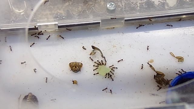 Новостной выпуск.  Tetramorium Bicarinatum, Monomorium Pharaonis, Polirahis Dives, Pheidole...
