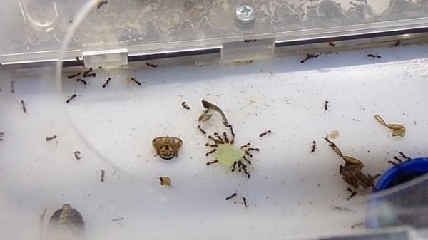 Новостной выпуск. Tetramorium bicarinatum, Monomorium pharaonis, polirahis dives, Pheidole...