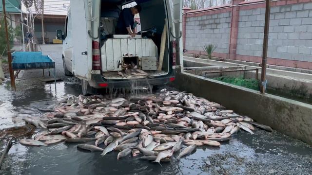 Рыбалка в Узбекистане Андижан смотреть онлайн