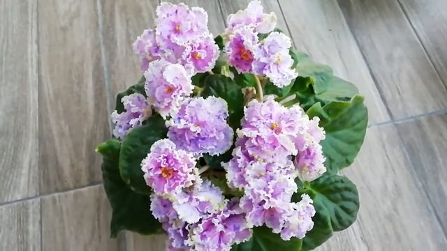 ЛЕ-Загадка смотреть онлайн