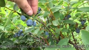 СЕРДЦЕ ГИГАНТА канадский сорт жимолости