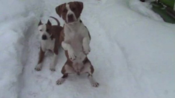 Дрессировка стаффорда и питбуля (трюки) | Pitbull training (tricks)