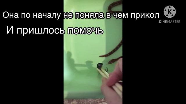 Кормление змеи! Как едят змеи? смотреть онлайн