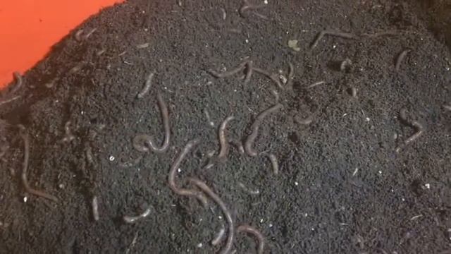 Разведение червя дендробены. Пять месяцев спустя смотреть онлайн