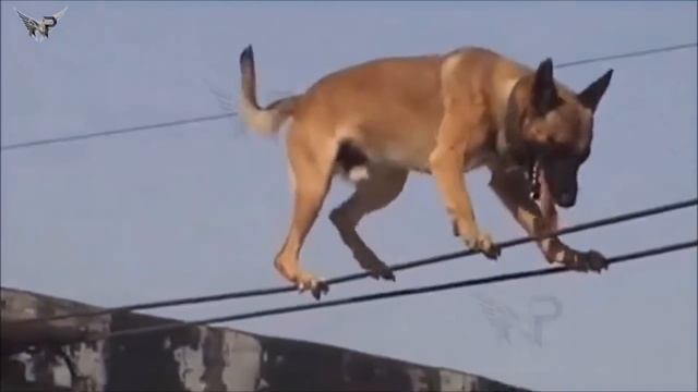 Belgian Malinois, Amazing Athlete!!! Amazing tricks Belgian Malinois\прыжки малинуа, трюки малинуа смотреть онлайн
