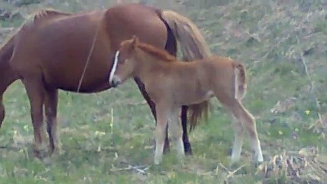 КРАСАВУШКИ ЛОШАДУШКИ НА АЛТАЕ смотреть онлайн