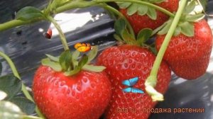 Земляника садовая Портола (fragaria ananassa) ? Портола обзор: как сажать, рассада земляники Портол