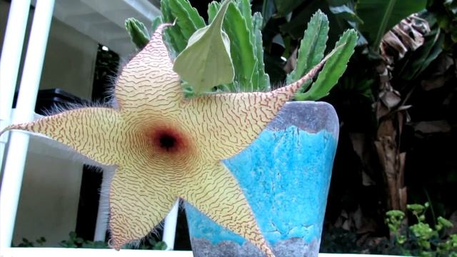 Startfish Flower On Succulent (Stapelia gigantea) смотреть онлайн