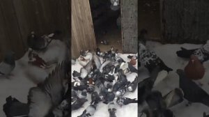 Николаевские голуби (бабочка) Дениса Петренко