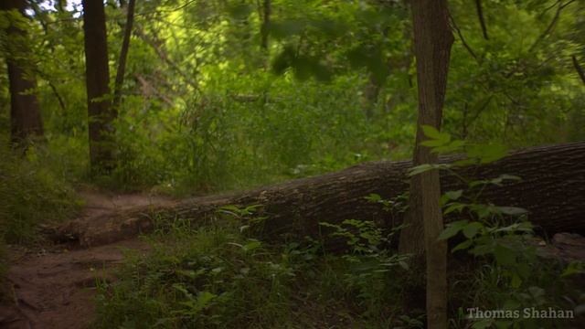 Macro Photography in the Field w/ the LAOWA 100mm 2x Ultra Macro смотреть онлайн