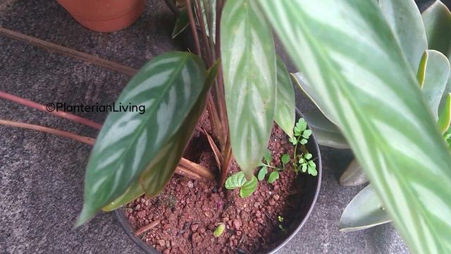 Beautiful Calathea Ctenanthe setosa. смотреть онлайн