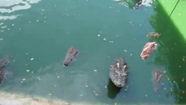 Тай и крокодилы смотреть онлайн