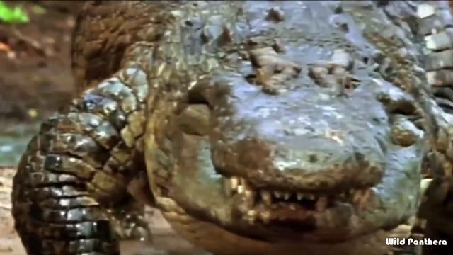 Hippo VS Crocodile || Hippo VS Nile Crocodile Who Would Win