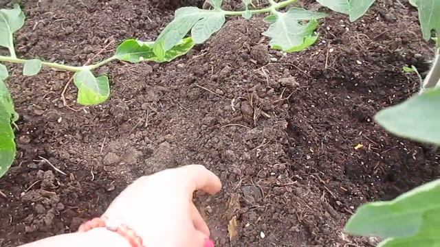 Вторая подкормка томатов в теплице.08.06.2019 смотреть онлайн