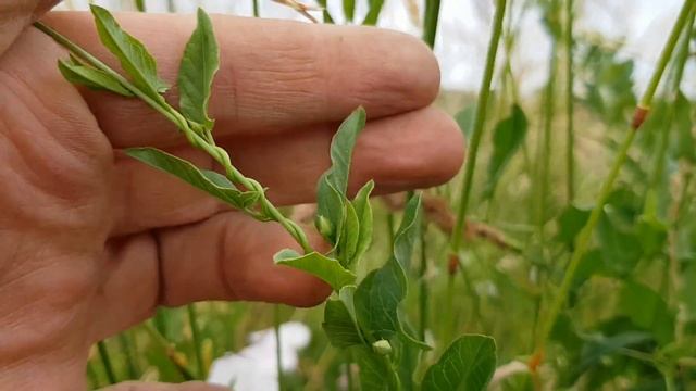 Acker-Winde - Blätter/Wurzeln - 03.06.18 (Convolvulus arvensis) - Giftige Wildpflanzen bestimmen смотреть онлайн