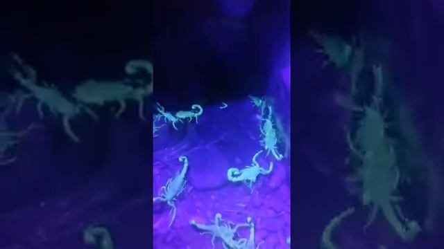 Scorpiones Under UV lamp смотреть онлайн