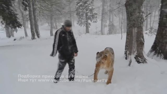 Подборка приколов! Смешные падения! СМЕШНЫЕ НЕУДАЧИ! Приколы про животных смотреть онлайн