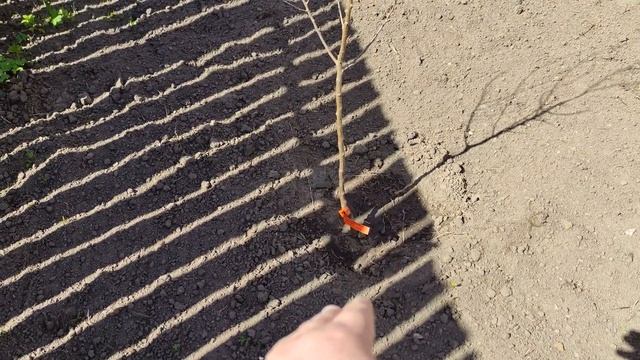 Абрикос колоновидный Звездный сорт для Подмосковья цена саженца смотреть онлайн