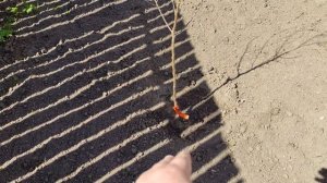 Абрикос колоновидный Звездный сорт для Подмосковья цена саженца