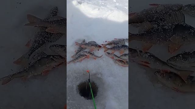 Рыбалка на две удочки!! #shorts смотреть онлайн