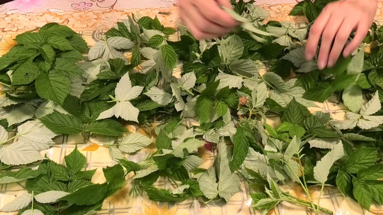 Заготовка малины, мяты и липового цвета на зиму - Домашний чай из листьев смотреть онлайн