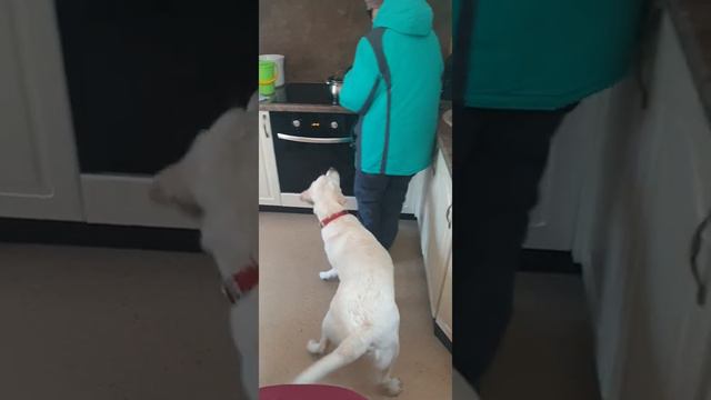 Бабушка - твоя попрошайка приехала!! смотреть онлайн