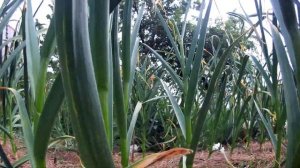 Мои опыт выращивания крупного чеснока.