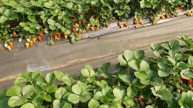 Клубника сорт #МАЛЬГА. Третий из ремов по популярности.