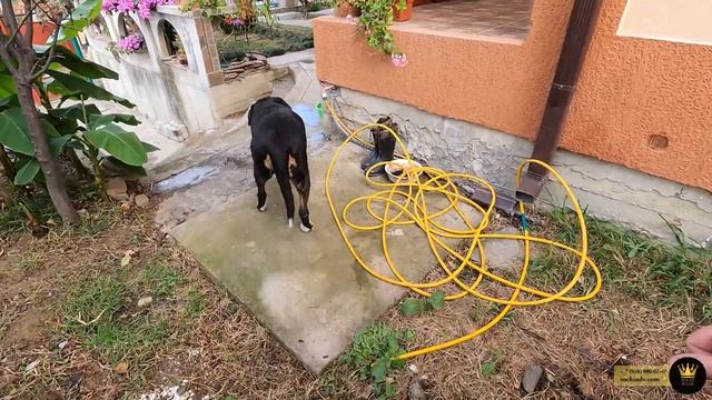 Продается ЧАСТНЫЙ ДОМ в Сочи 9 соток земли СРОЧНО #СОЧИЮДВ |Квартиры в Cочи | Недвижимость в Сочи смотреть онлайн