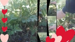 Минус . Крылатые качели.