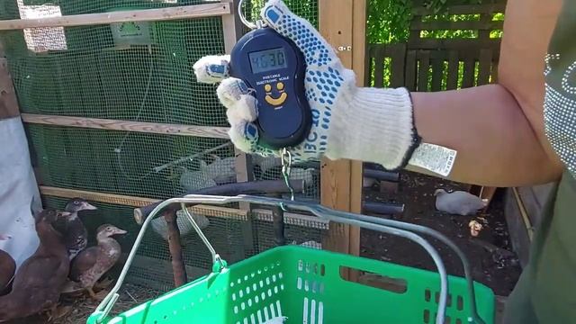 Сколько весит бройлер в 45 дней Кобб 500. Выращивание бройлера в аномальную жару. Бройлеры. смотреть онлайн