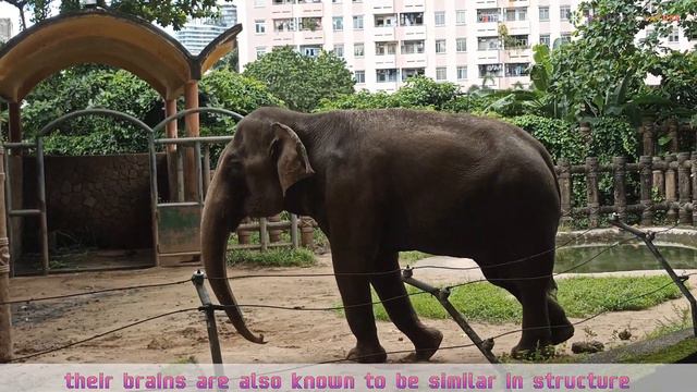 Elephant Sound Effects, Elephant Facts