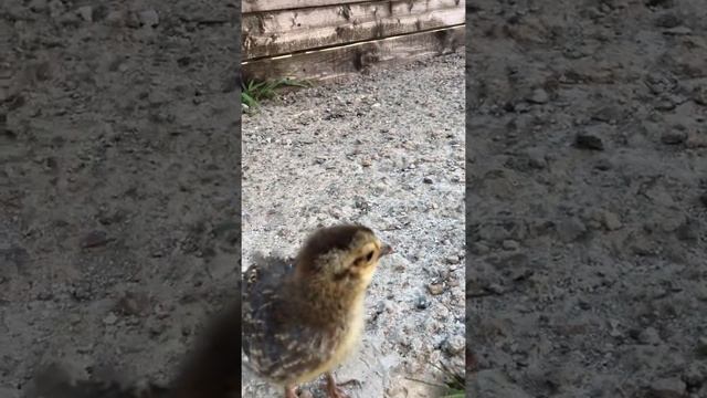 Белый ушастый фазан смотреть онлайн