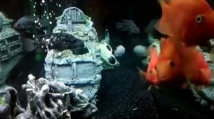 Aquarium with cichlids (Аквариум с цихлидами )