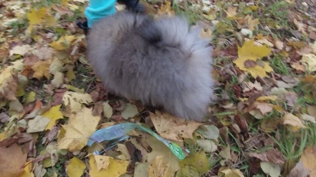 Померанский шпиц Арчи прогулка