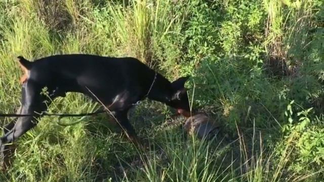 4 Unique Types of Doberman in the World | Doberman Types by Dog Lovers смотреть онлайн