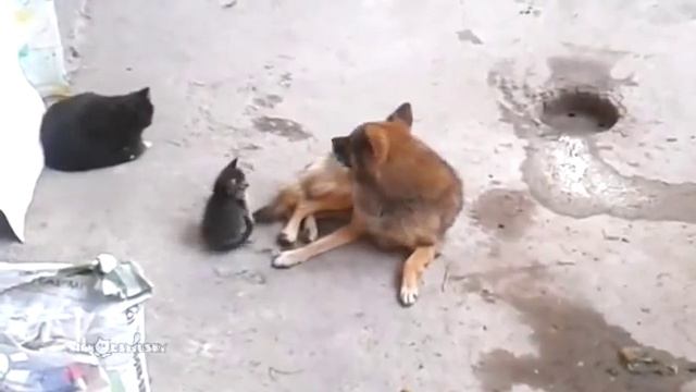 Кошка знакомит котят со своим старым другом смотреть онлайн