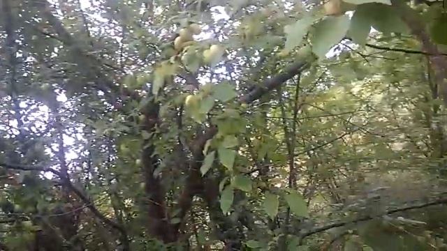 Алыча.Калининградская область. Храброво