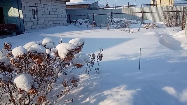 Любимая гортензия. Анабель, Ванилла фрайз. Зимует без укрытия в Сибири. Зима. Часть 1. смотреть онлайн