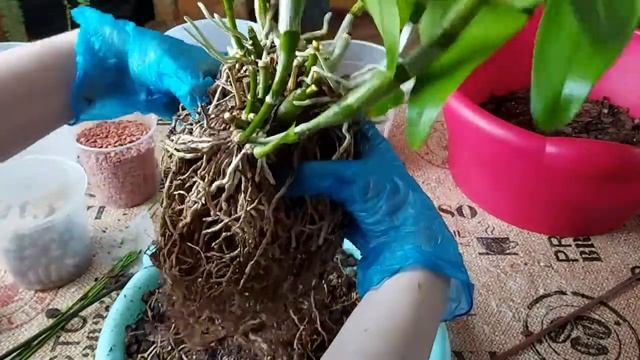 Пересадка Орхидеи Дендробиум Нобиле. Часть 1. Почему и когда это нужно делать