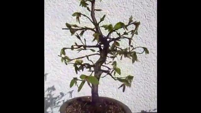 Bonsai Buche, Hainbuche, Carpinus betulus смотреть онлайн