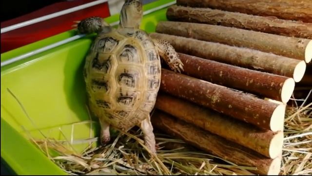 Лютая черепаха. Моя черепаха задумала захватить мир. смотреть онлайн