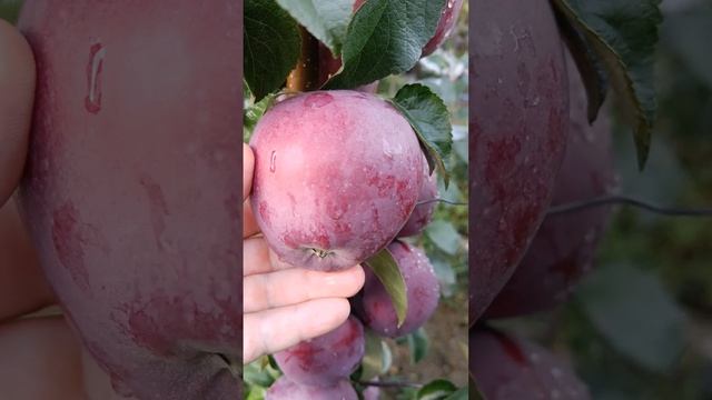 Сорт яблони Имант. Яблоня Имант. 25 сентября 2022г смотреть онлайн