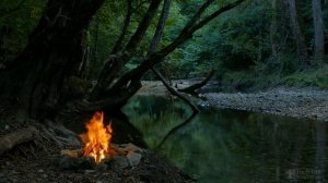 Какую температуру выдерживают помидоры в открытом грунте?