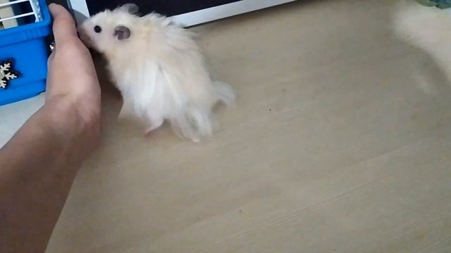 ИГРУШКА ДЛЯ ХОМЯКА смотреть онлайн