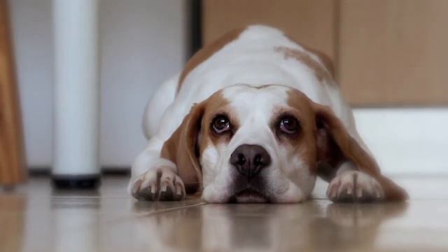 Бася на полу смотреть онлайн