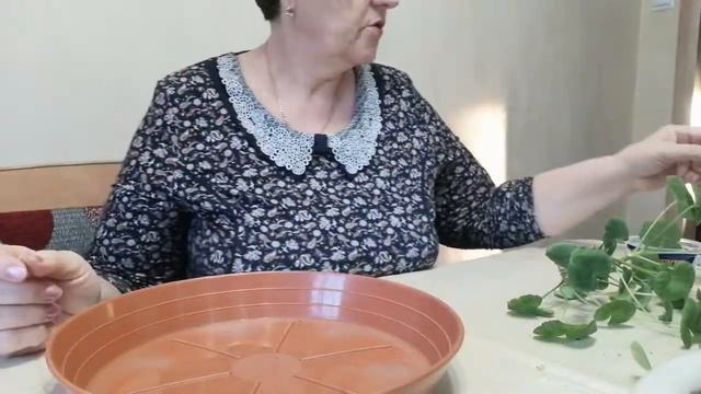 ПЕЛАРГОНИЯ 🏵️. Обрезка и укорененние. смотреть онлайн