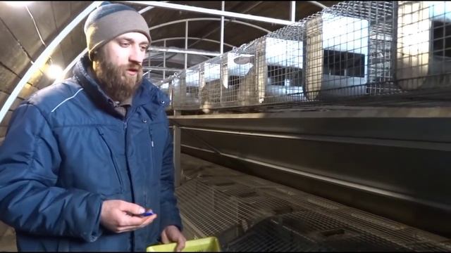 Уход за гнездом сразу после окрола//Крольчата когда можно брать в руки// смотреть онлайн