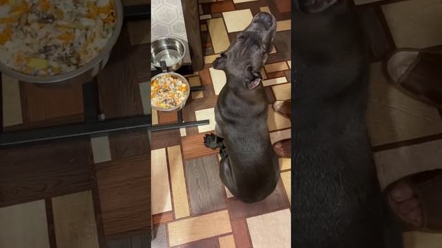 кани-корсо 5 месяцев... смотреть онлайн